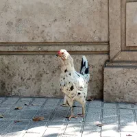 مرغ گلین سفید فول کیفیت