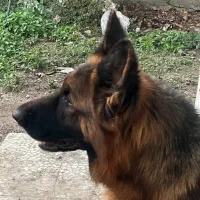 سگ نگهبان|سگ|رشت, پسیخان|دیوار