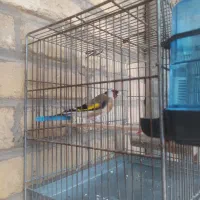 سیره|پرنده|اندیمشک, |دیوار