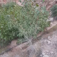 چوب باغی فروشی