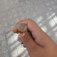 سهره نر|پرنده|بجنورد, |دیوار