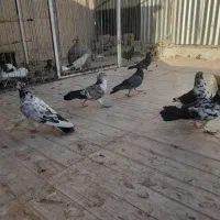 کفتر پلاکی زرد پلاس بوبور جوجه پرشیی|پرنده|قم, شهرک امام حسن|دیوار