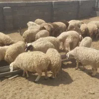 میشینه-فروش یکجا