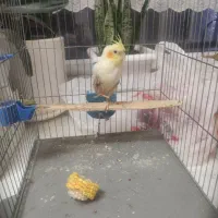 عروس هلندی واگذاری