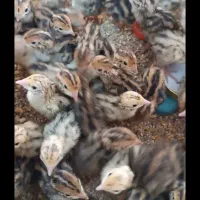 جوجه بلدرچین از بهترین نژاد سالم و سرحال