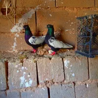 نروماده بی نظیر سینه سیاه