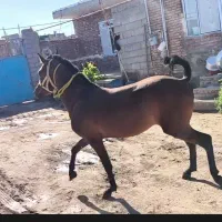 یک عدد نریان ۲۰ ماهه