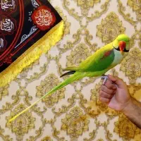 شاه طوطی سخنگو