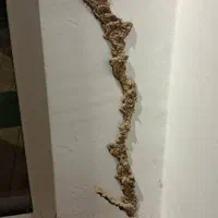 سم پاشی - ساس- سوسک - موش - جنوب کرمان|خدمات نظافت|جیرفت, |دیوار