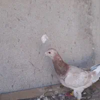 کبوترهفترنگ ماده