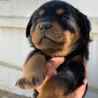 توله رتوایلر