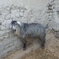 پاچن دو دندان چاق  مناسب قربانی