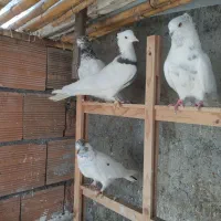 کبوتر پرشی ۴۳عدد|پرنده|بابل, |دیوار