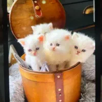 غذای تر خانگی برای گربه و سگ