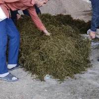 یونجه و مکمل غذایی دام