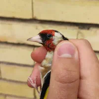 سهره سقا رسمی چهار گل کراواتی سینه طلایی|پرنده|کرمان, |دیوار