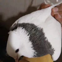 طوطی عروسک|پرنده|کرمان, |دیوار