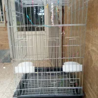 قفس عروس هلندی
