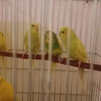 مرغ عشق نرماده تکی موجوده