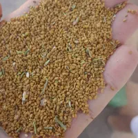 بذر یونجه محلی تضمینی