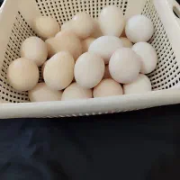 تخم مرغ محلی اصل