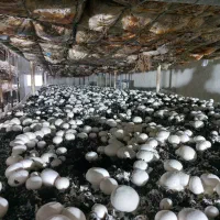 سرمایه گذاری،همراه مشاوره تخصصی حضوری درپرورش قارچ