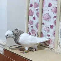 دم سفید توقی|پرنده|اهواز, ۲۴ متری|دیوار