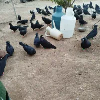 زاغ آبادانی|پرنده|زنجانرود, |دیوار