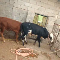 دوعدد گوساله نر درجه یک