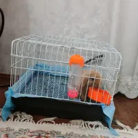 خرگوش|موش و خرگوش|مشهد, خرمشهر|دیوار