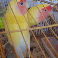 جفت کوتوله(هردوماده)