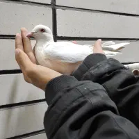 کفتر زاغ دم سفید|پرنده|سیرجان, |دیوار