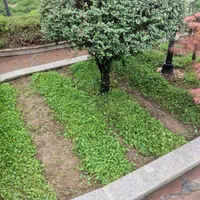 علفتراشی سمپاشی باغچه و نگهداری ویلاها|خدمات باغبانی و درختکاری|سلمان‌شهر, |دیوار