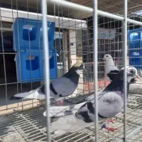 سلام‌کبوتر‌باخت‌دادم‌‌اون‌عکس‌بالا‌فیکه