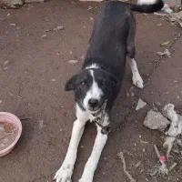 واگذاری رایگان