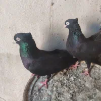 رنگی کبوتر|پرنده|چمران, |دیوار