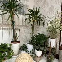گل وگیاه|گل و گیاه طبیعی|شیراز, فضل‌آباد|دیوار