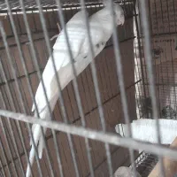 عروس هلندی البینو دوکت مولد|پرنده|بندرعباس, |دیوار