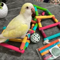 طوطی راهب گمشده مژدگانی