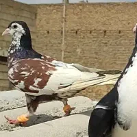 چهارتا طوقی و خال افشون