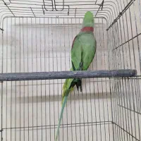 شاه طوطی نر بشرط نطفه|پرنده|ساری, |دیوار