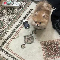 سگ پامر خرسی لهستانی