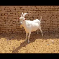 نربزسانن وبزغاله نر