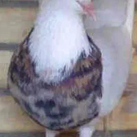 طوقی