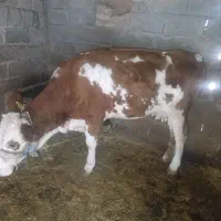 گاو سیمیتال