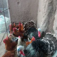 خروس و بوقلمون