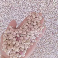 لوبیا درشت و کپسولی|خوردنی و آشامیدنی|الیگودرز, |دیوار