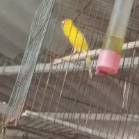 قناری سالم خوش رنگ