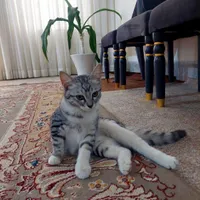 واگذاری بچه گربه