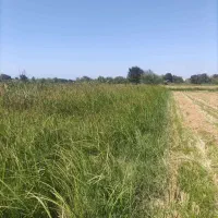 فروش زمین باغی 725 متررشت روستای طرازکوه(نسق)|فروش زمین و ملک کلنگی|رشت, پسیخان|دیوار